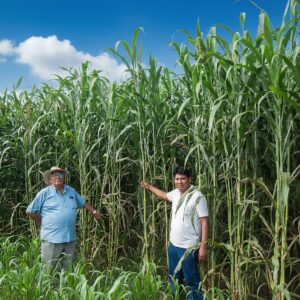 SORGO AFRICANO ll BR  (20KG)