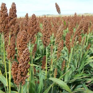 SORGO AYMARA 31 (20KG)