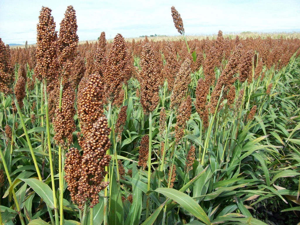 SORGO AYMARA 31 (20KG)