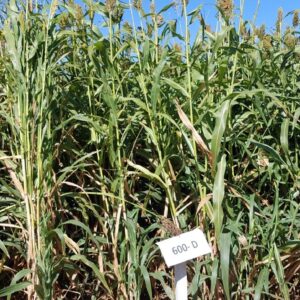 SORGO 600D (20KG)