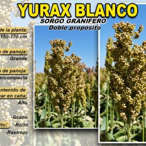 SORGO YURAX BLANCO (20KG)