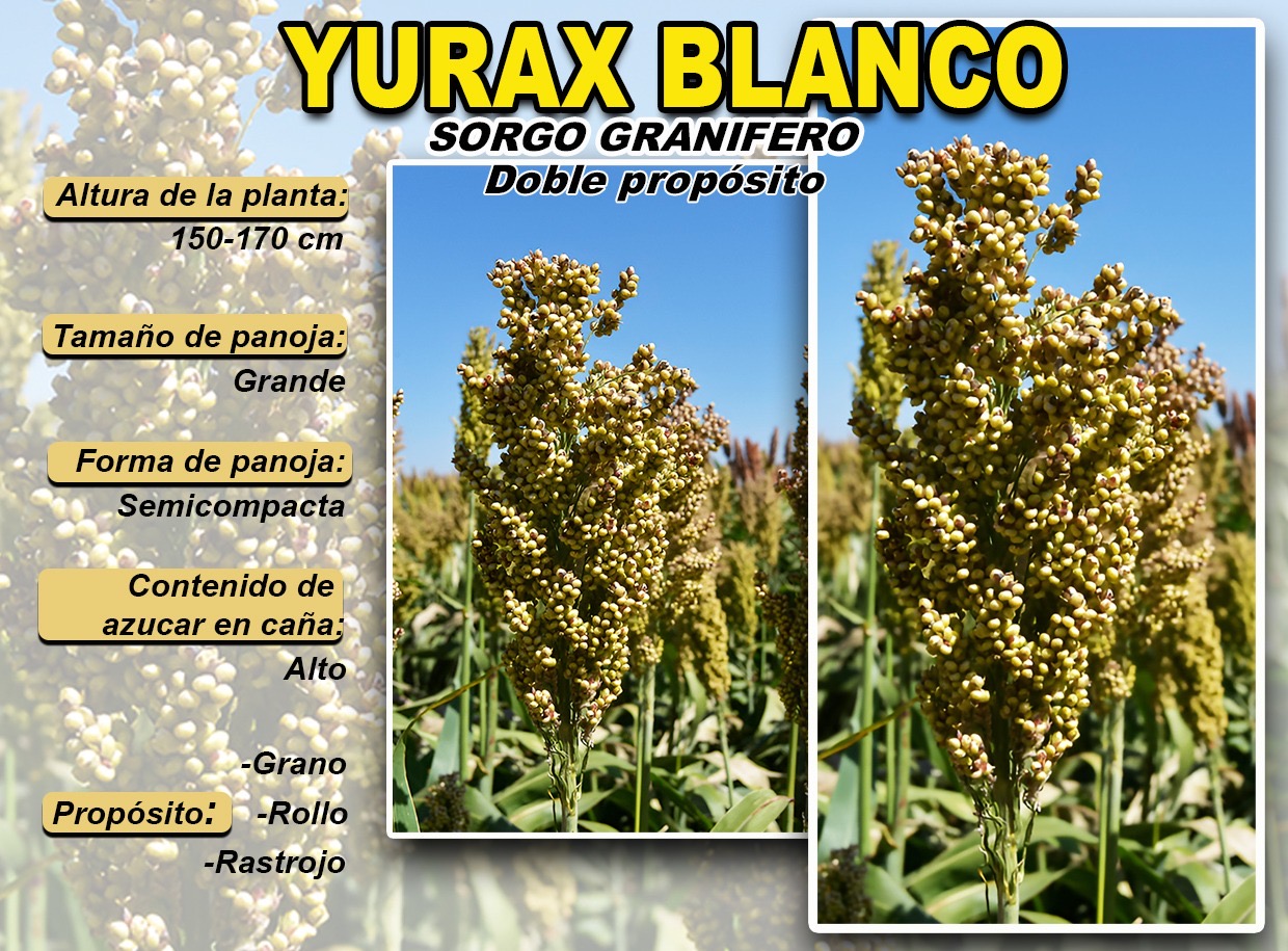 SORGO YURAX BLANCO (20KG)