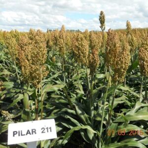 SORGO PILAR 211 (20KG)