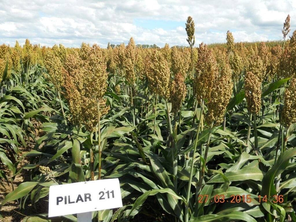 SORGO PILAR 211 (20KG)